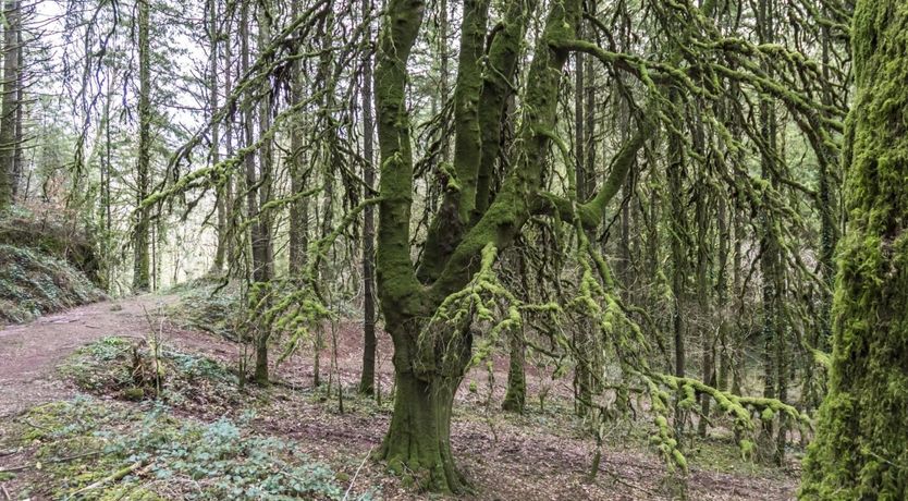 Photo of Pembroke Peace