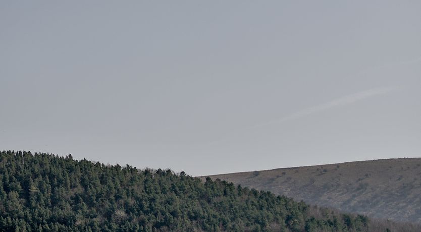 Photo of Hergest Lee