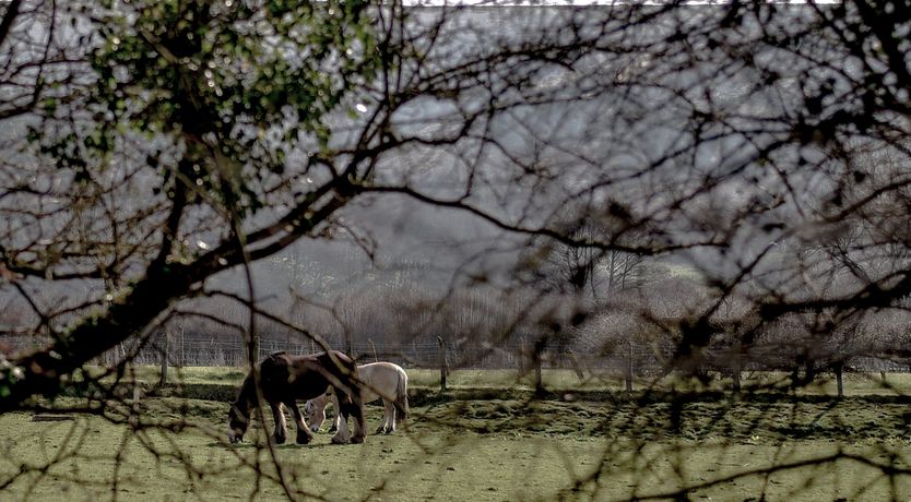 Photo of Hergest Lee