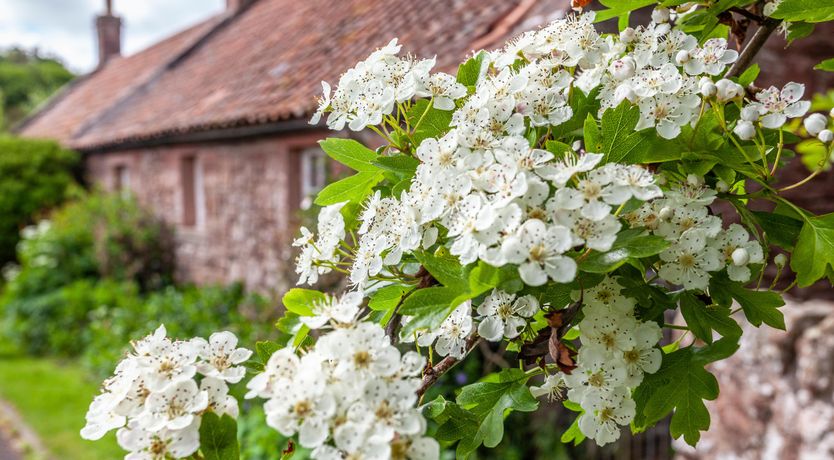 Photo of Old Smiddy Cottage