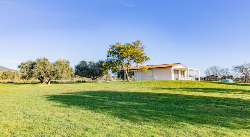 Photo of Among the Olive Trees