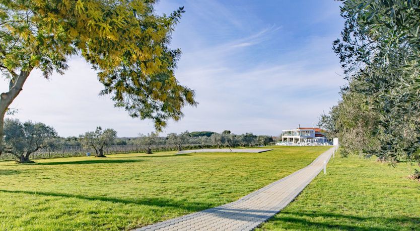 Photo of Among the Olive Trees