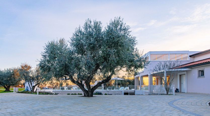 Photo of Among the Olive Trees