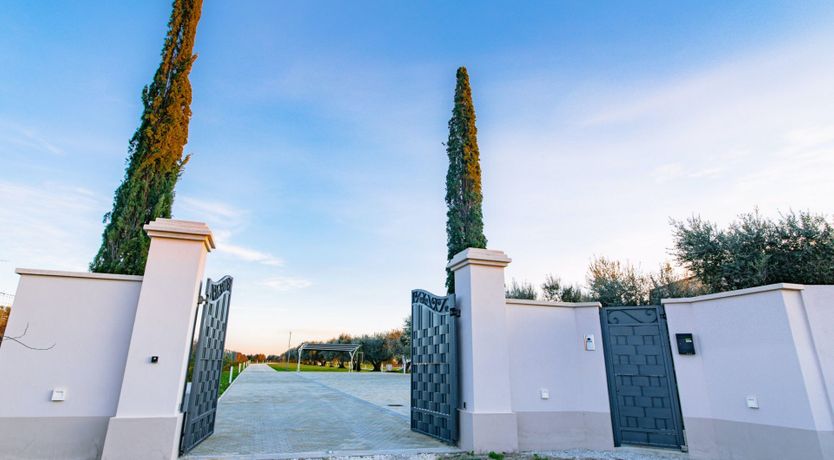 Photo of Among the Olive Trees