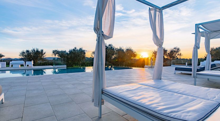 Photo of Among the Olive Trees