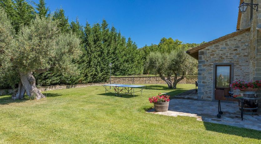 Photo of Olive Tree Embrace