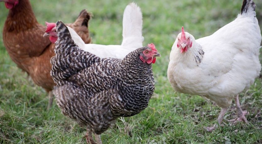 Photo of Cheristow Orchard