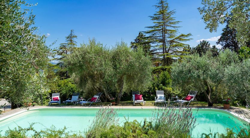 Photo of Into the Olive Grove