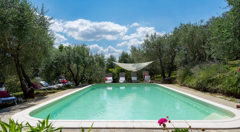 Photo of Into the Olive Grove