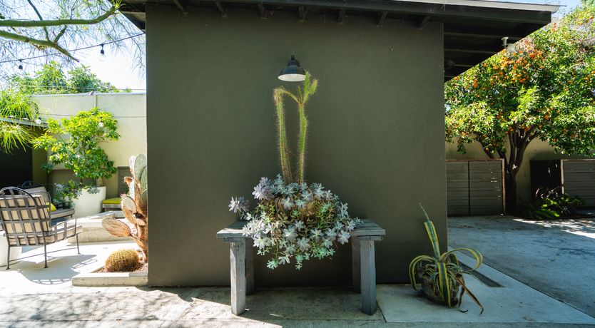 Photo of Curio Pajaro