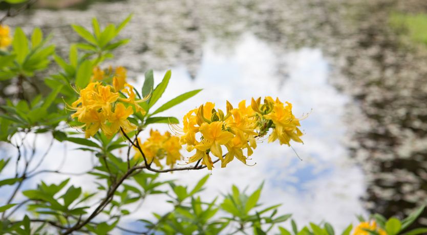 Photo of The Bungalow