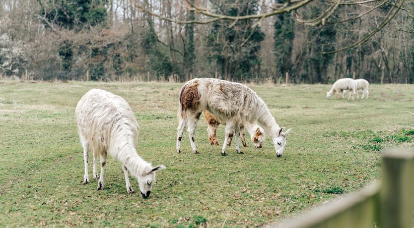 Photo of The Goat Shed