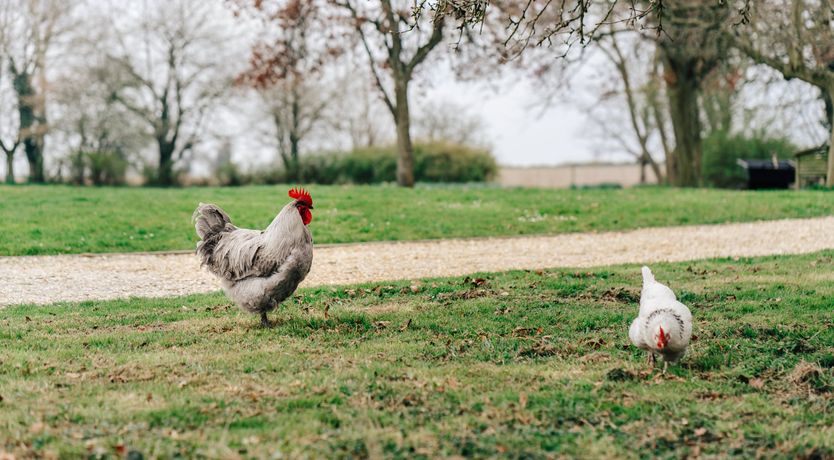 Photo of The Goat Shed
