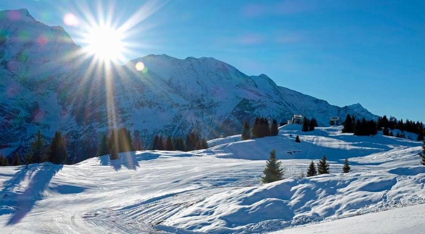 Photo of Snowflakes & Pines