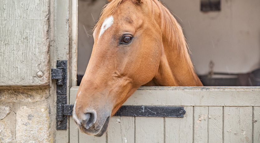 Photo of Sugar & Lime