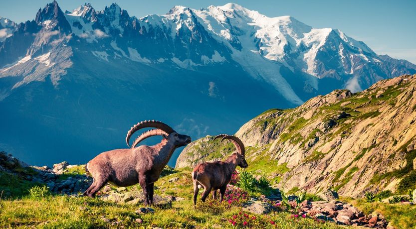 Photo of Timber & Frost