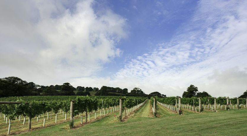 Photo of Grapes & Beams