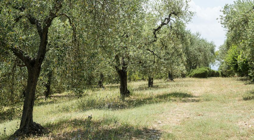 Photo of The Lavender Sky