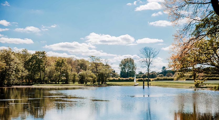 Photo of Vintage Hibiscus