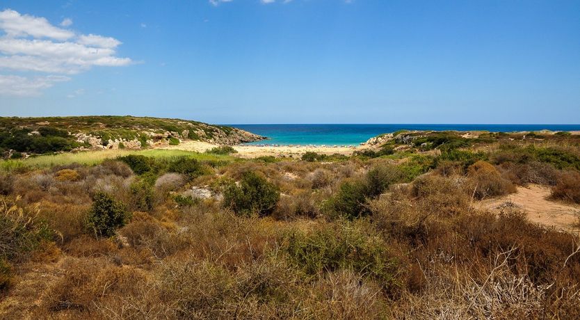 Photo of Market Symphony