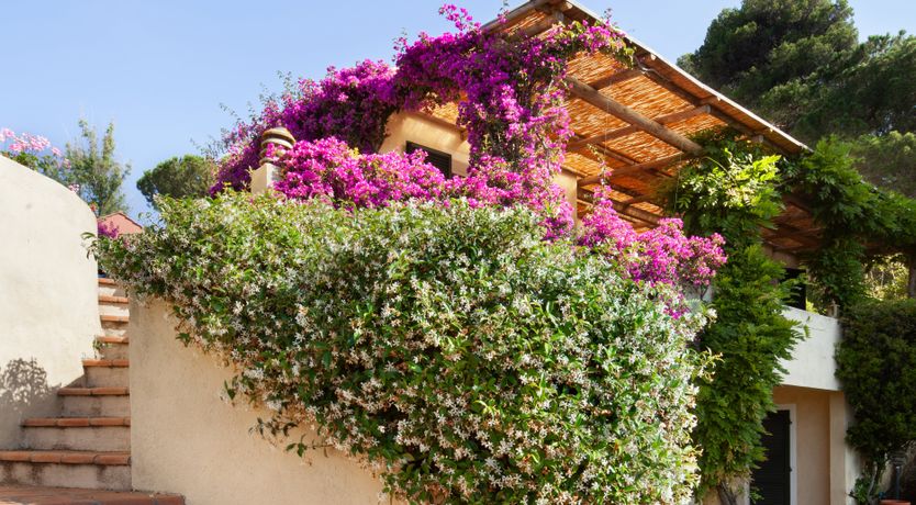 Photo of Pearl Romance