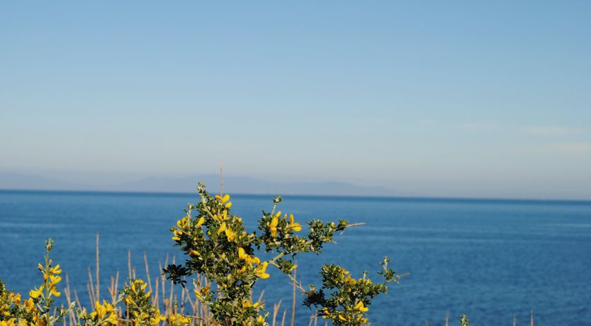 Photo of Pearl Romance