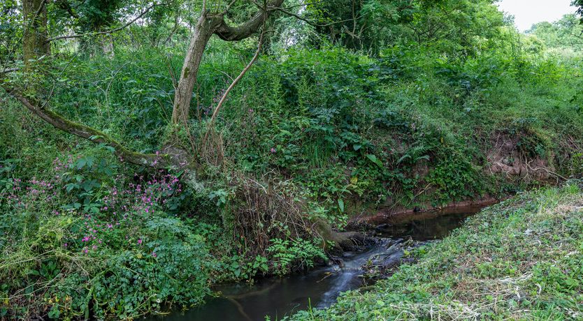 Photo of Bountiful Harvest