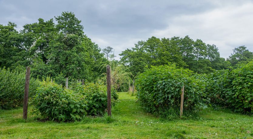 Photo of Bountiful Harvest