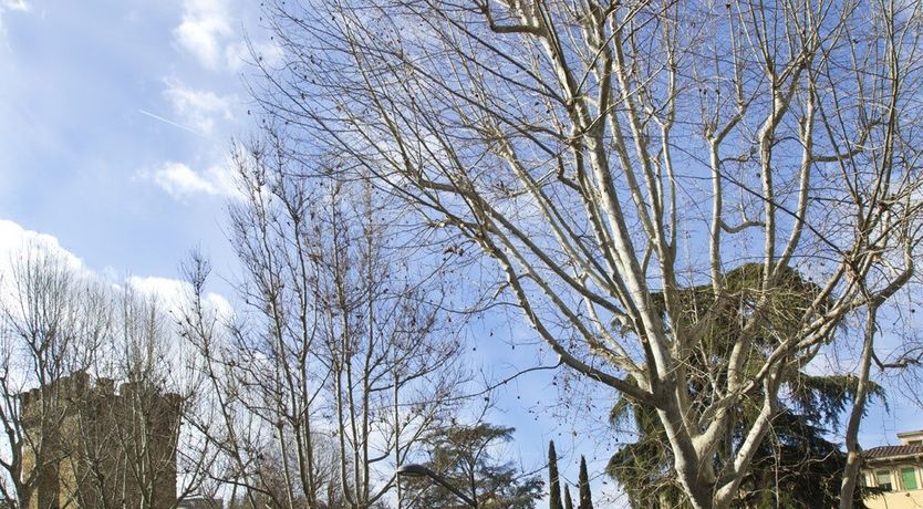 Photo of Arno River Pad