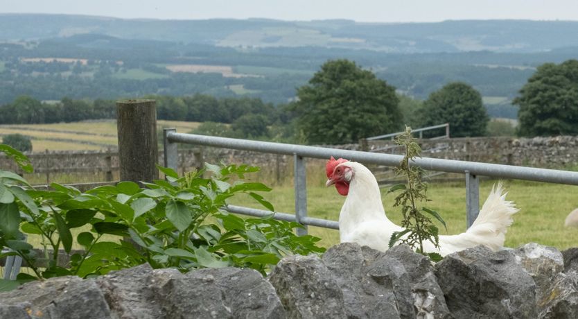 Photo of Gazing & Grazing