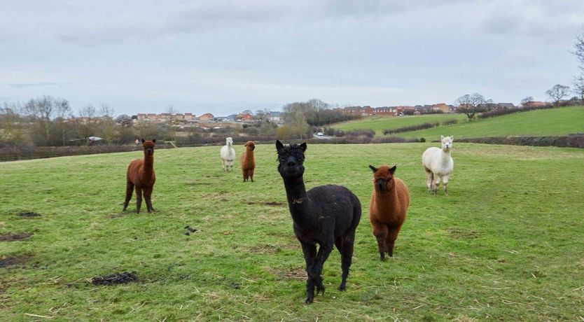 Photo of Heathcliff, It's Me