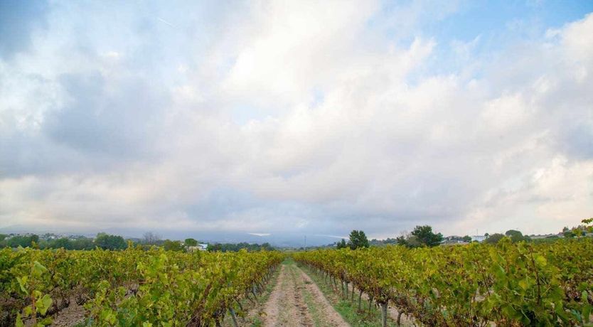 Photo of King of the Casa