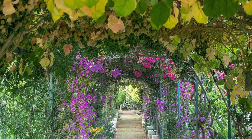 Photo of Sicilian Bloom
