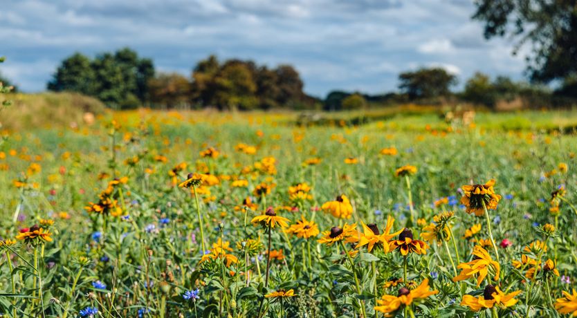 Photo of Indrek - Mayflower Meadow