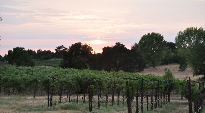 Photo of Vineyard Views