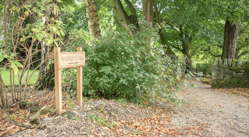 Photo of Blooming Rose