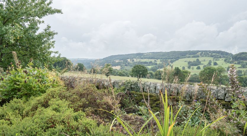 Photo of Blooming Rose