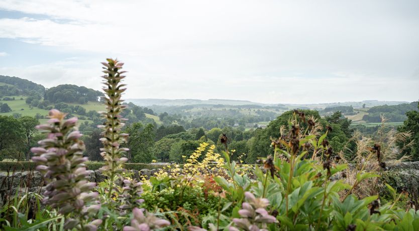 Photo of Blooming Rose