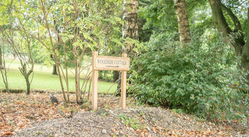 Photo of Blooming Rose