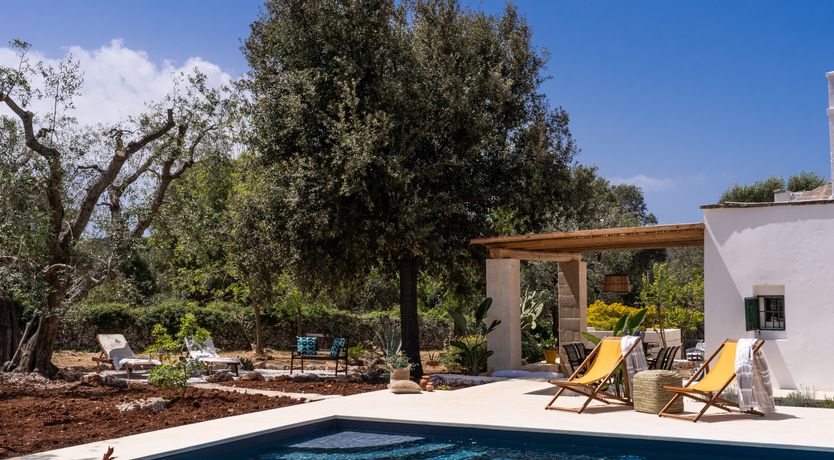 Photo of White Crocuses