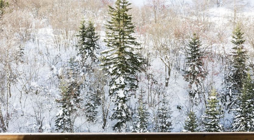 Photo of Silver Glow