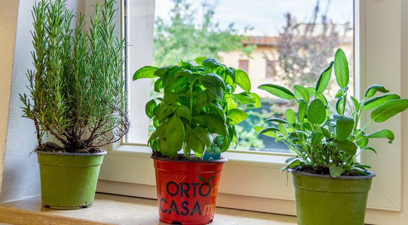 Photo of Pistachio Pesto