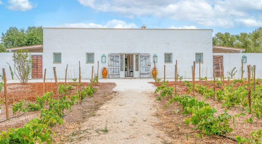 Photo of Cicadas in the Trees