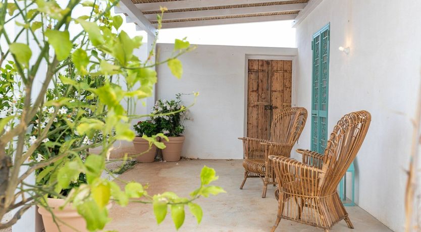 Photo of Cicadas in the Trees