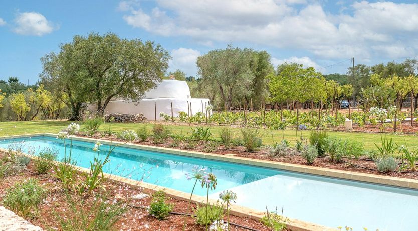 Photo of Cicadas in the Trees