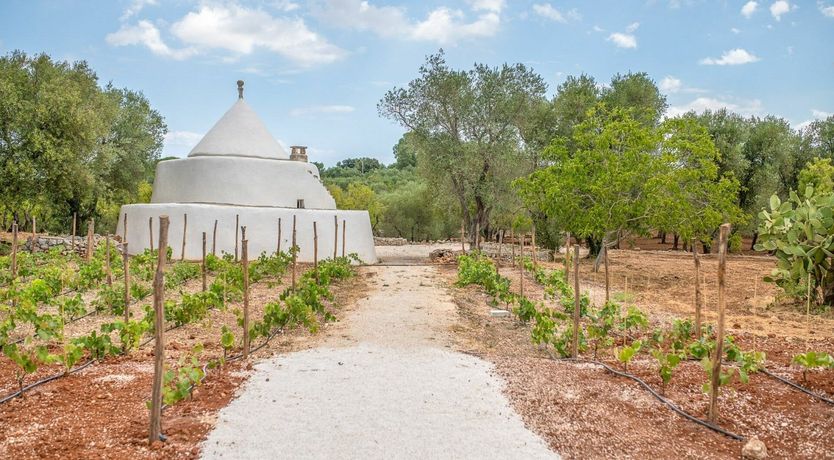 Photo of Cicadas in the Trees