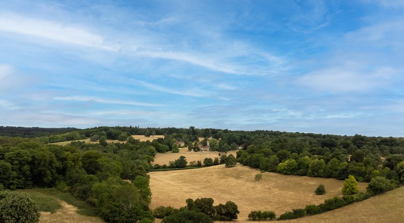 Photo of Every Wild Bluebell