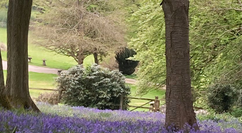 Photo of Every Wild Bluebell