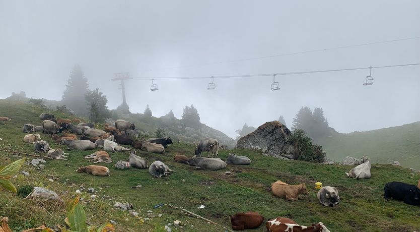 Photo of Lemon On The Mountain