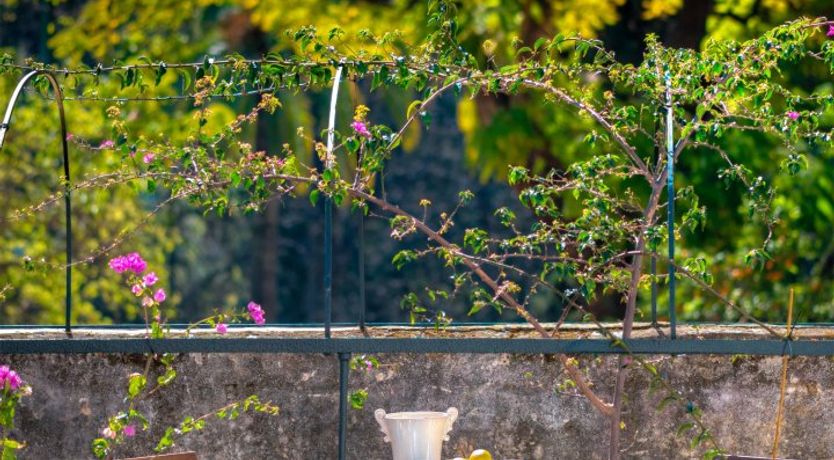 Photo of The Walls of Alcázar